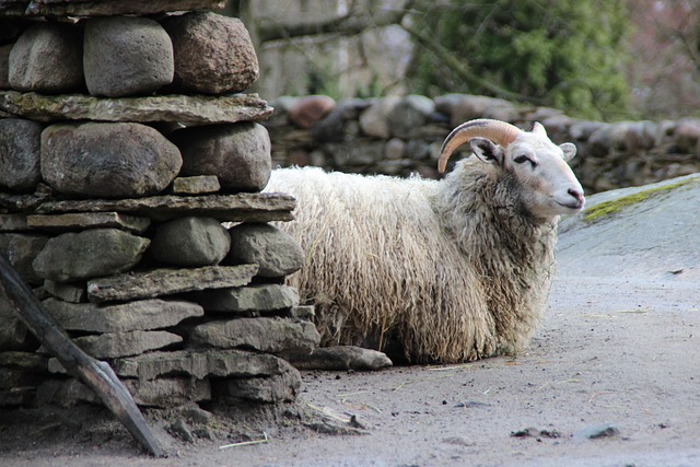 Free Goat Alone photo and picture