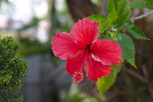 Blomst, Kronblad, Natur, Rød Rose, Forår