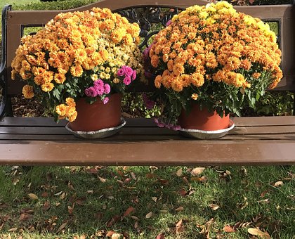 Herbst, Herbst Blumen, Gelb