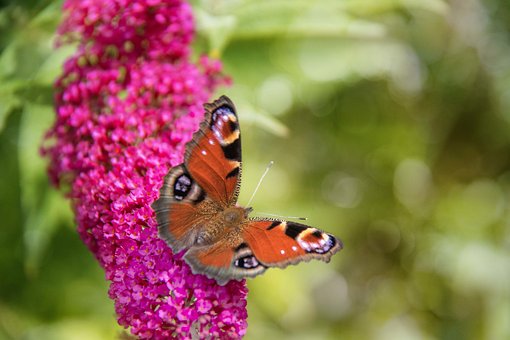 Schmetterling, Insekten, Farbe, Insekt