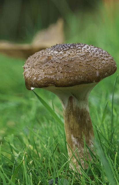 Champignon, Svampe, Paddestol, Natur