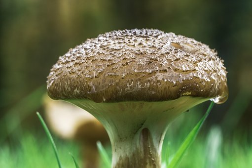Champignon, Svampe, Paddestol, Natur