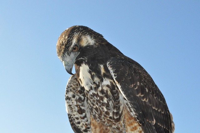 Free Eagle Bird photo and picture