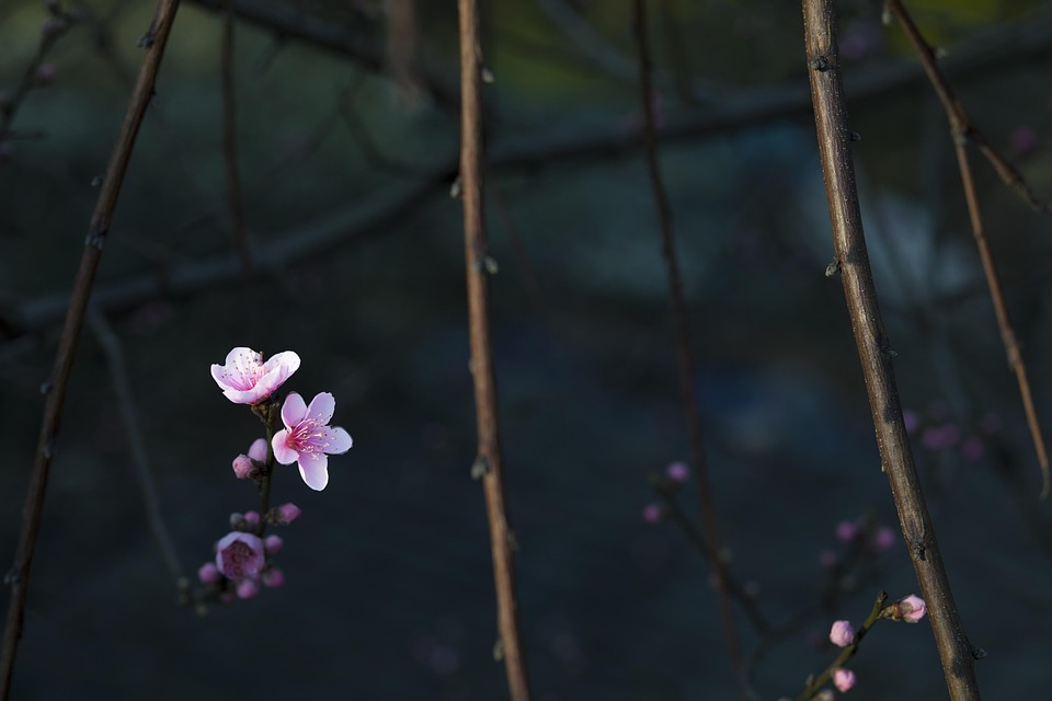 花红暗背景 Pixabay上的免费照片
