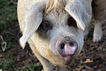 pig, farm, pork