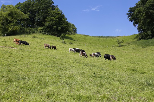 Free Pasture Bovine photo and picture