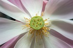 lotus, lotus leaf, nature