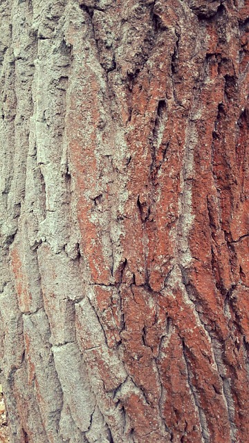 Wald, Die Natur, Baum, Pflanze, Moos