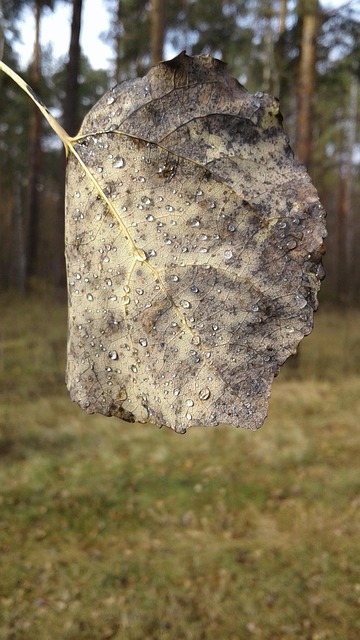 Blatt, Tau, Blätter, Tropfen, Herbst
