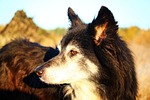 dog, border, herding dog