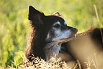 dog, herding dog, border