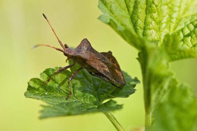 Free Leather Bug Plant photo and picture