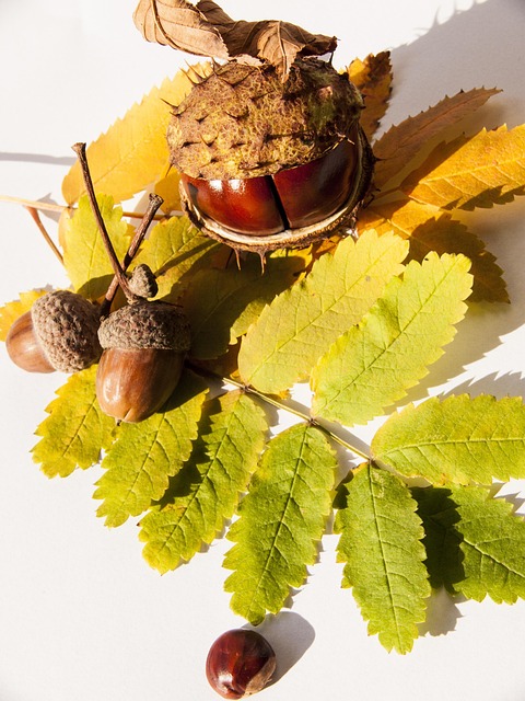 Efterår, Natur, Kastanje, Stilleben
