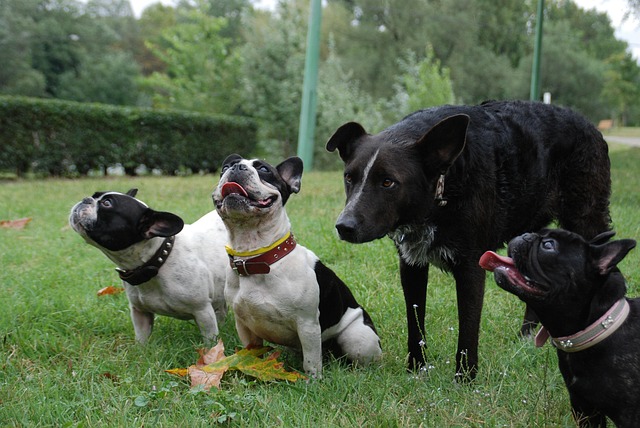 Free Dogs Reward photo and picture