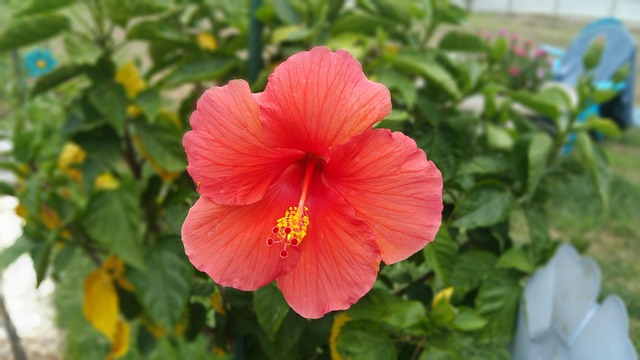 Flor, Jardín, Rosado, Naturaleza, Verde