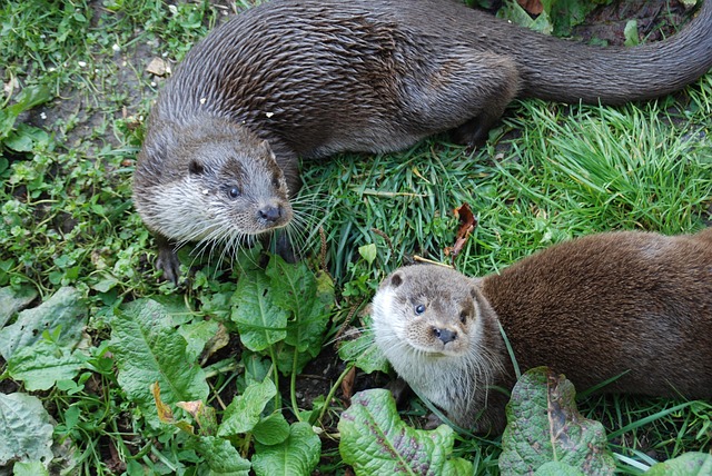 Free Zoo Otters photo and picture