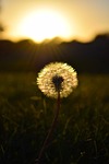 dandelion, weeds, sunset