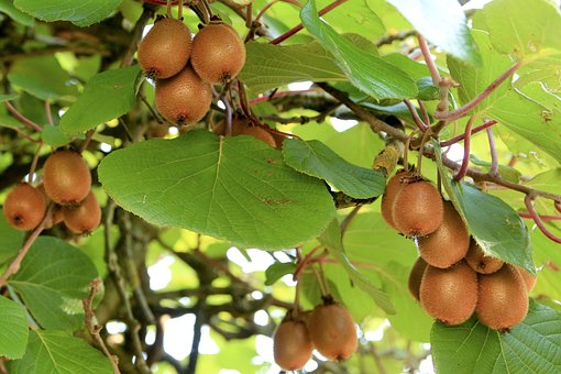 Kiwi, Frukt, Vitaminer, Sunn, Mat, Grønn
