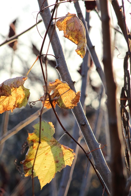 Free Leaves Leaf photo and picture