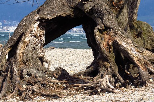 Free Tree Water photo and picture