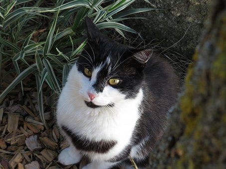 Free Cat Tree photo and picture
