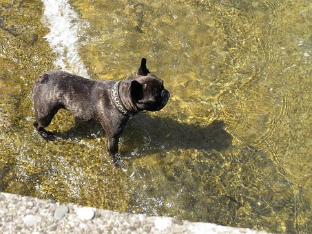 Free Dog Water photo and picture