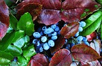 the oregon-grape berries, evergreen bush, berries