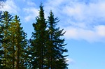 trees, skyline, green