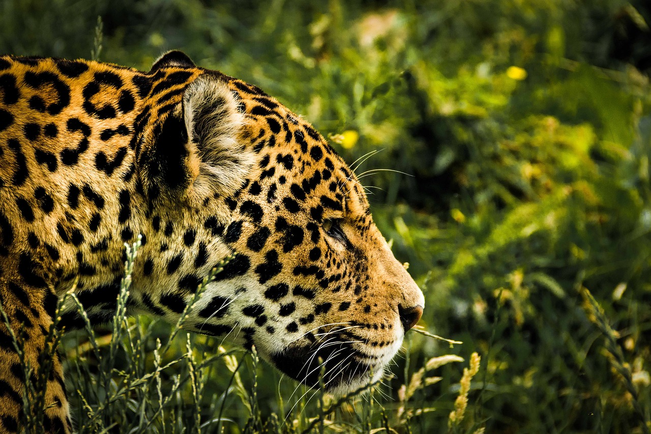 Jaguar Wild Cat Big Free Photo On Pixabay