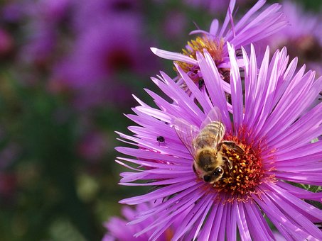 Bloem, Bij, Zomer, Buitenshuis, Insect