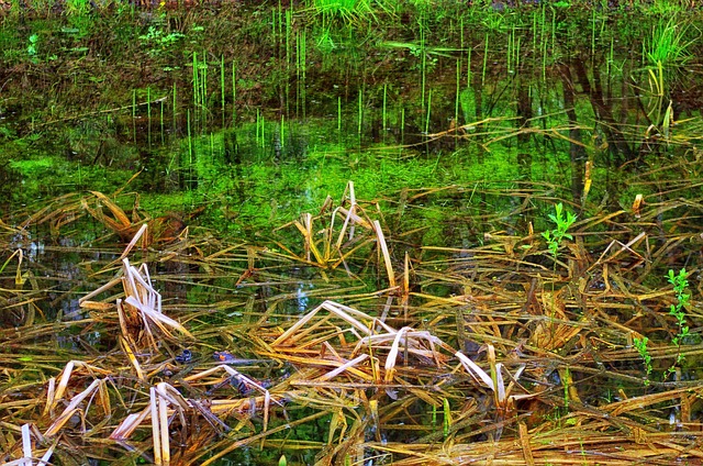 Forår, Siv, Sump, Sø, Natur