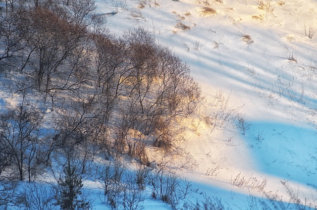 Sne, Skygge, Aften, Vinter, Træer, Skov