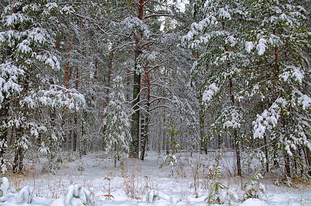 Vinter, Skov, Sne, Vinterskov, Træer