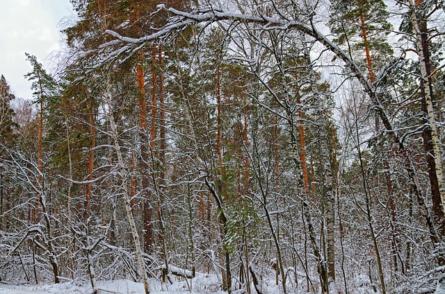 Vinter, Sne, Skov, Natur, Landskab