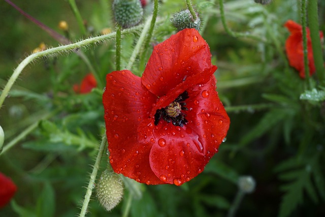 Mohn Blume Rot - Kostenloses Foto auf Pixabay - Pixabay