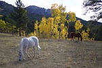 horses, aspen, mountain