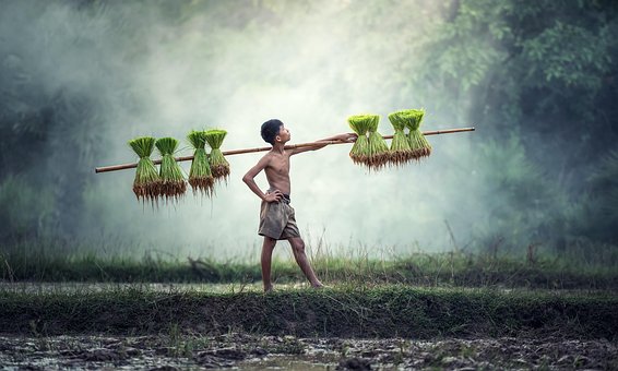 Agriculture, Asia, Cambodia, Cultivating