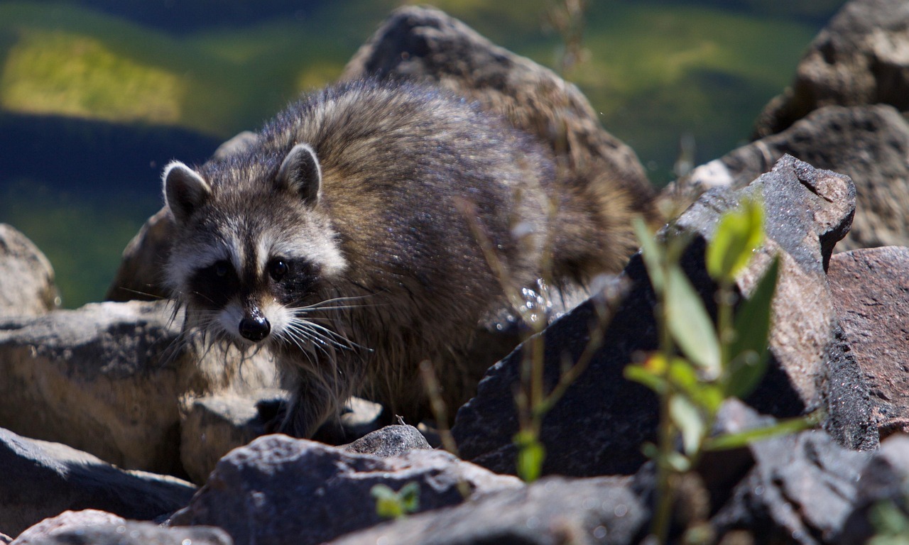 Mapache Fauna Silvestre Linda - Foto gratis en Pixabay - Pixabay