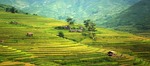 agriculture, asia, cat