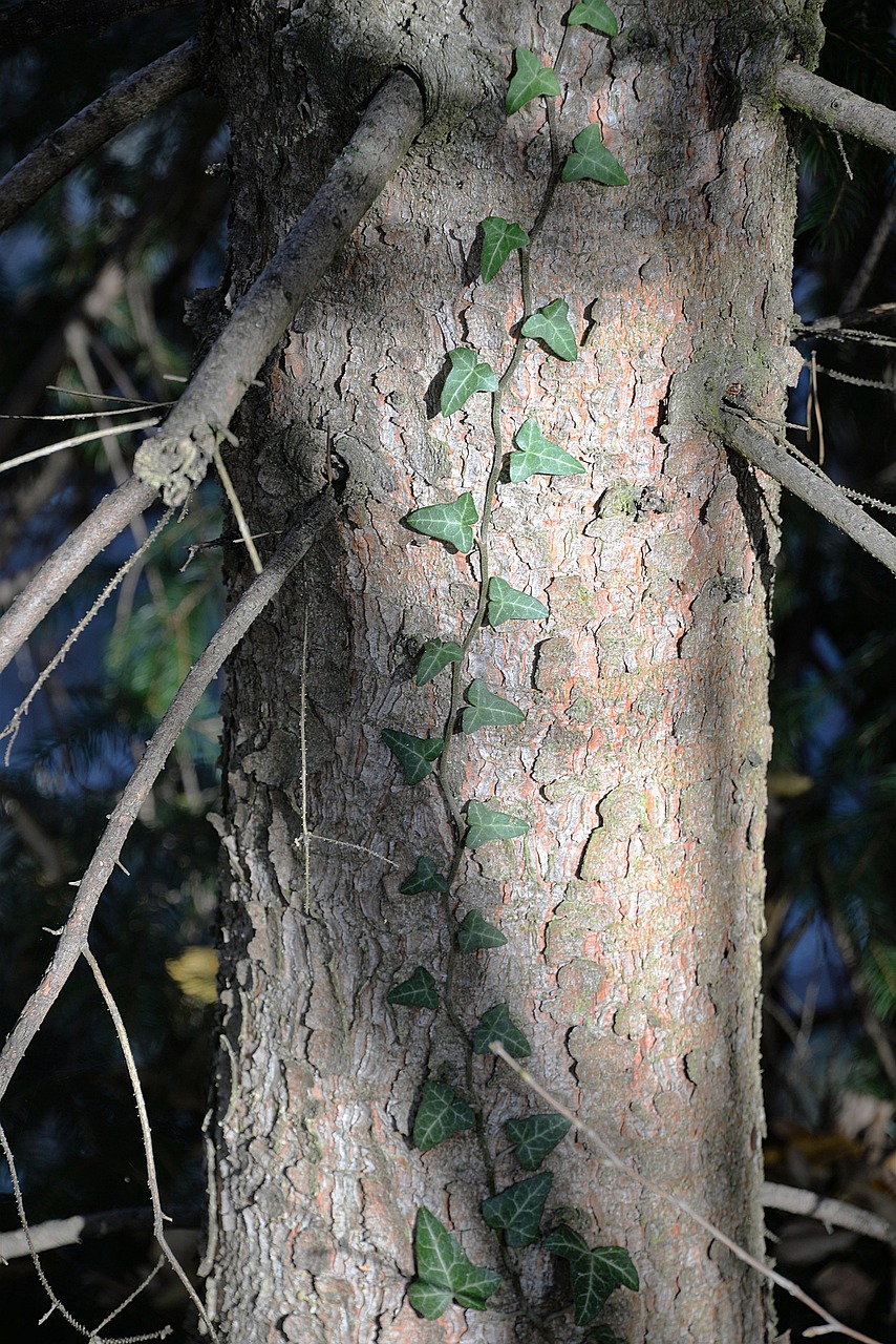 Efeu Ranke Baum - Kostenloses Foto auf Pixabay