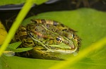 frog, pond, amphibians
