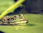 frog, pond, amphibians