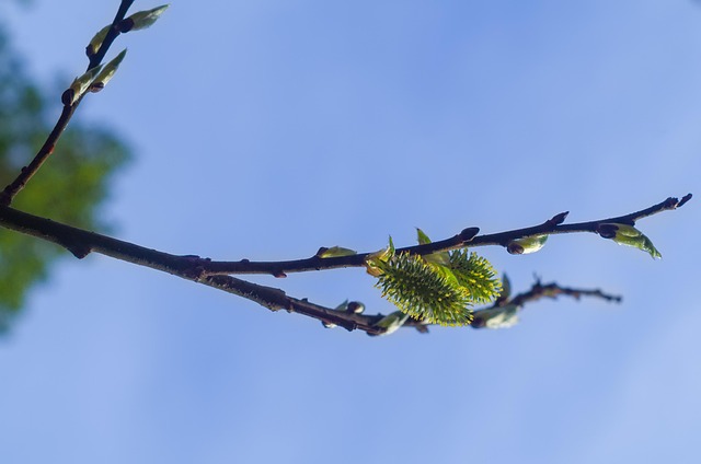 Forår, Ørering, Birketræ, Gren, Sol