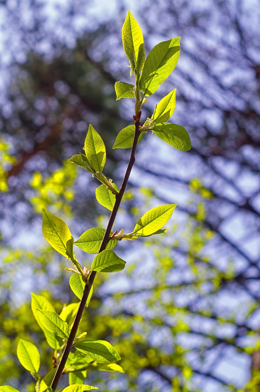 Spring Green Photo Spring Green Forest - Free photo on Pixabay - Pixabay