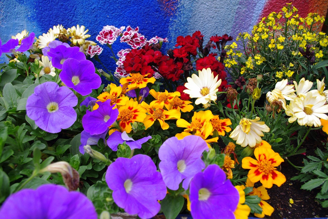 Colorful Flowers Splendid Colors B Free photo on Pixabay Pixabay