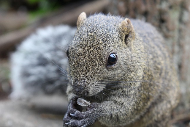 Free Tokyo Squirrel photo and picture