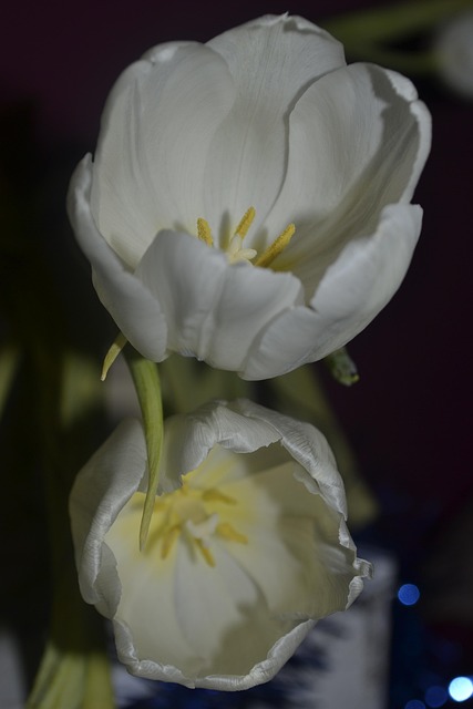 Tulipán, Biely, Kvetina, Príroda
