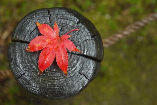 Maple, Fall, Leaf, Red, Autumn Leaves