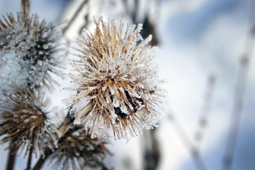 Free Frost Snow photo and picture