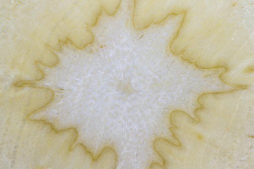 Free Parsnip Vegetables photo and picture